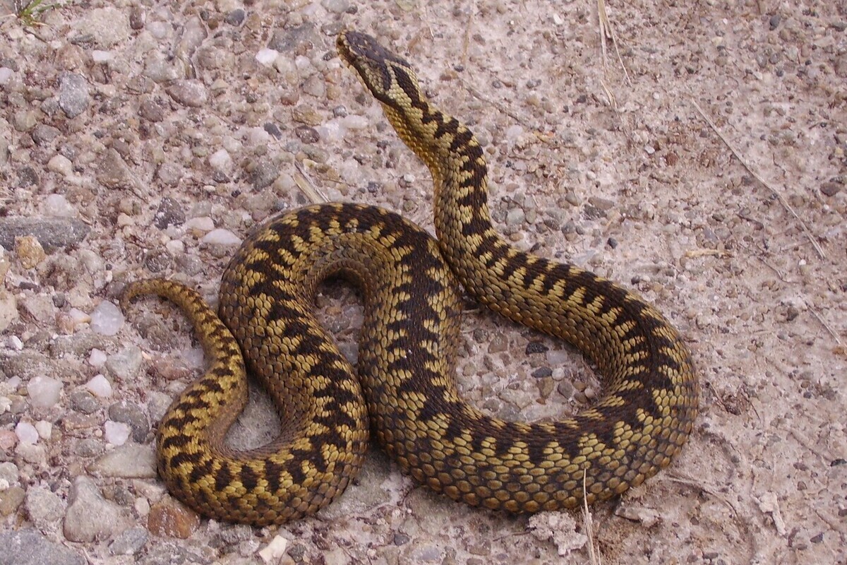 В Магнитогорске пес спас семью от ядовитой змеи