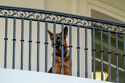 NBC News: собаку Байденов убрали из Белого дома после инцидентов с укусами