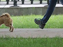 Дозированная нагрузка. Что нужно знать о пеших прогулках