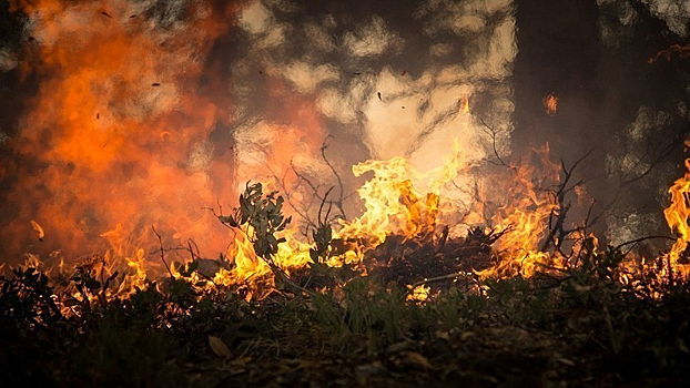 Число пожаров на территории заповедников России увеличилось до 11