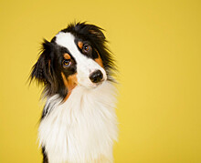 10 фактов о психологии собак, которые вы не знали