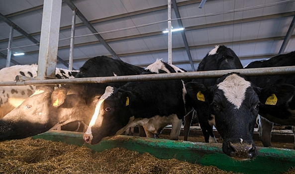 Волгоградское сельхозпредприятие вошло в топ эффективных молочных хозяйств