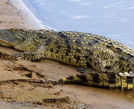 В подвале дома в Петербурге 10 лет жил нильский крокодил. Это как вообще?
