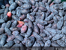 В Алтайском крае на месяц раньше поспела жимолость