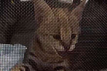 В Домодедово пресекли незаконный вывоз котенка сервала в США