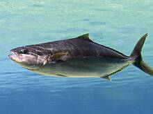 Юноша поймал огромную рыбу в день рождения друга и побил 40-летний мировой рекорд