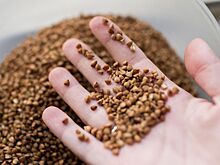 Россиянам предложили альтернативу гречке