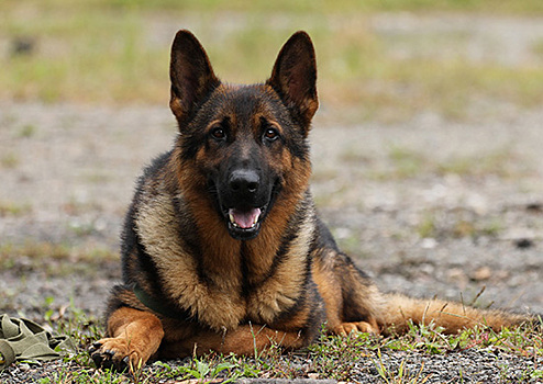 Военнослужащие кинологи мотострелкового соединения ВВО приступили к тренировкам караульных собак