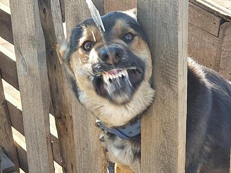 В забайкальском поселке действует карантин из-за бешеной собаки
