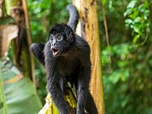 В российском зоопарке появились паукообразные обезьяны и леопардовые черепахи