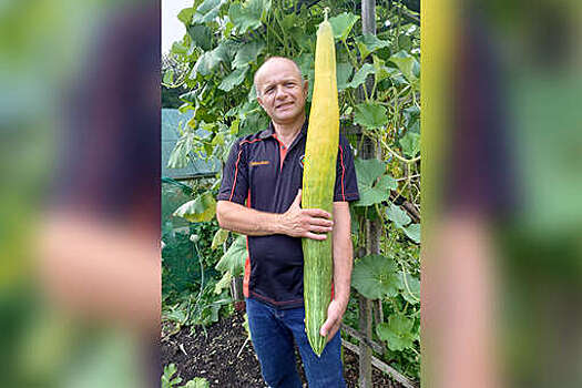 Садовник из Англии вырастил самый длинный в мире огурец