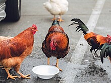 Что такое налог на куриц. Странный американский закон, который затронул авторынок
