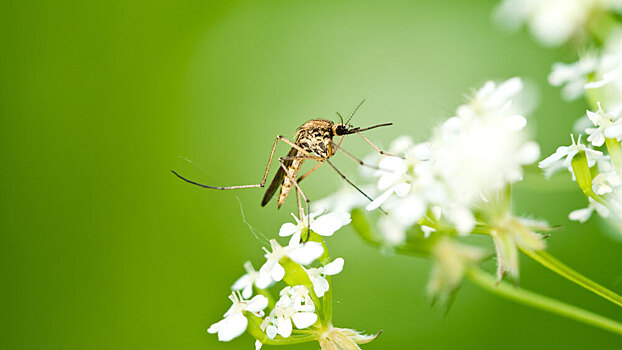 Определены любимые цветы комаров — это поможет в борьбе с насекомыми