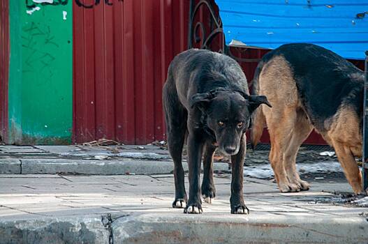 Стая собак напала на первоклассника в российском регионе
