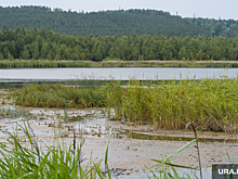 Биологи УрО РАН бьют тревогу из-за пониженной кислотности воды в озерах Екатеринбурга