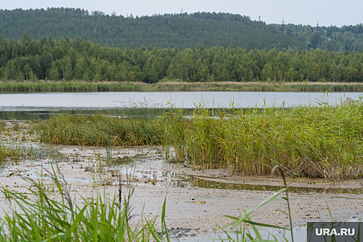 Биологи УрО РАН бьют тревогу из-за пониженной кислотности воды в озерах Екатеринбурга