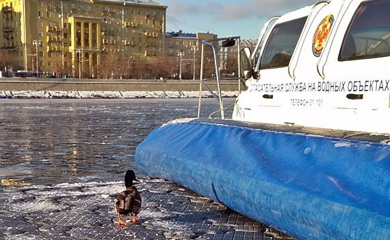 В центре Москвы спасли утку