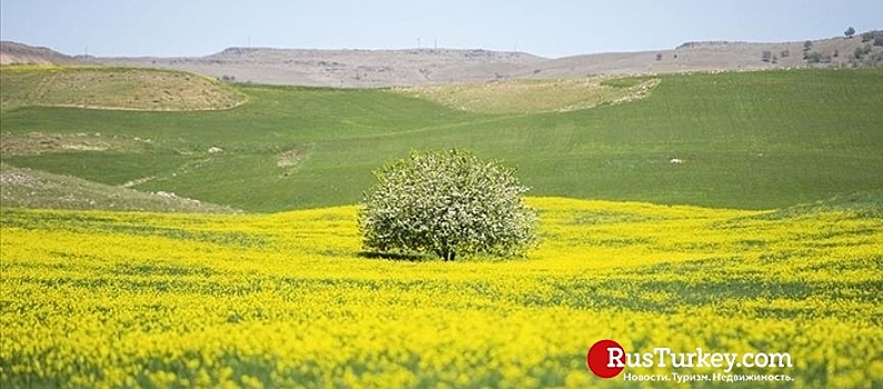Поля юго-востока Турции привлекают фотографов