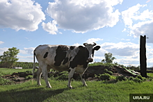 Свердловчанин открыл приют для коров, где спасает их от убоя
