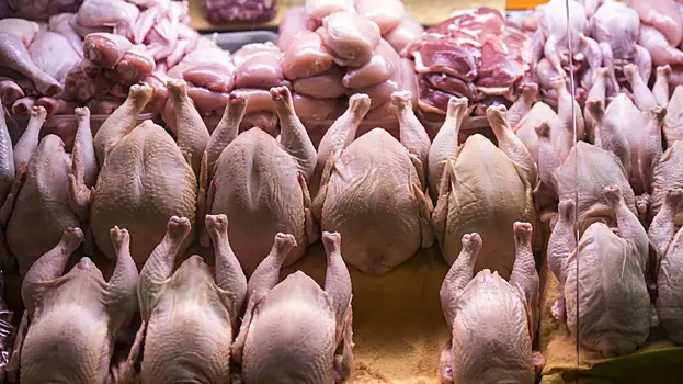 Зараженная курица обнаружена в магазинах Санкт-Петербурга