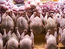 Зараженная курица обнаружена в магазинах Санкт-Петербурга
