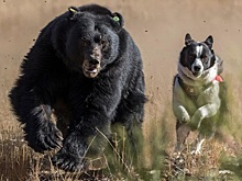 Медведица и её странный «щенок». Как лайка нашла любовь среди бурых хищников тайги на Камчатке