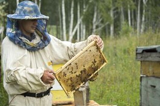 Минсельхоза примет меры против гибели пчел на рязанских пасеках