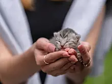 Спасатели из Тольятти помогли снять с крыши котят