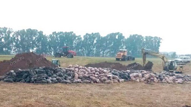 Пять тысяч свиней задохнулись на ферме в Новокузнецке