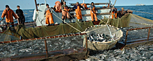 Рыбаки Колымы выловили лишь треть нормы лососёвых