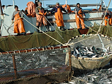 Рыбаки Колымы выловили лишь треть нормы лососёвых