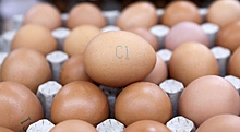 Индия готова увеличить поставку куриных яиц в Россию