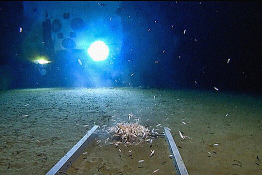 Microbiology Spectrum: В Марианской впадине обнаружили заражающий бактерии вирус