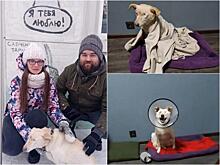 Слепая собака-сирота Кнопа из Новосибирска нашла хозяев и переехала в теплый дом