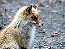 Ночные посетители с рыжими хвостами зачастили с визитами на Костомукшский ГОК  