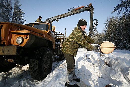 В Костромской области объявили войну "лесным рантье"