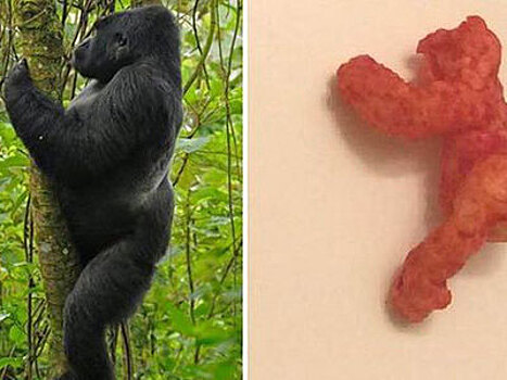 Кукурузная палочка в форме гориллы Харамбе продана за 100 тысяч долларов