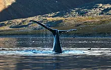 Убейте и съешьте друг друга: кашалот отомстил китобоям