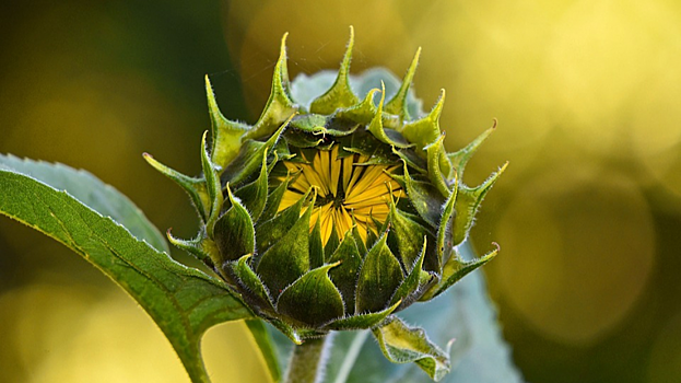 Эксперты предупредили о росте цен на подсолнечное масло