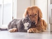 Собаки и кошки помогают студентам сдать сессию