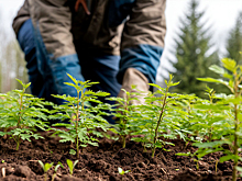 На территории ЕАО появилось 11 тысяч молодых деревьев