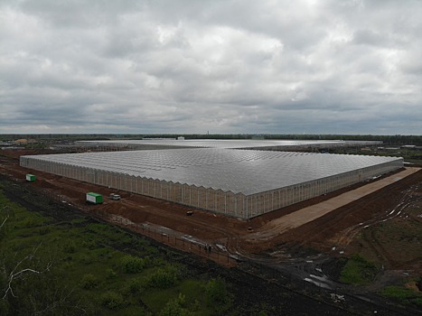 В этом году в Тамбовской области планируется запуск первой очереди тепличного комплекса «Мичуринский»