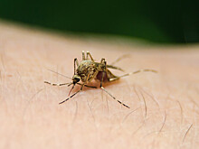 Отобраны перспективные соединения для лечения желтой лихорадки