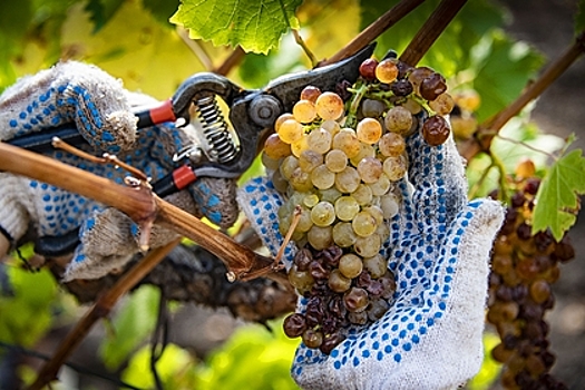 На Кубани пройдет фестиваль «Таманская лоза — 2022»