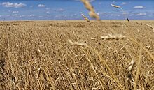 Аграрии Калининского района: высокой урожайности зерновых способствуют семена саратовской селекции