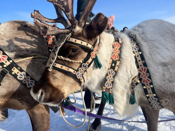 «Буран» и оленья упряжка: как в Якутии прошел международный чемпионат по традиционному оленеводству