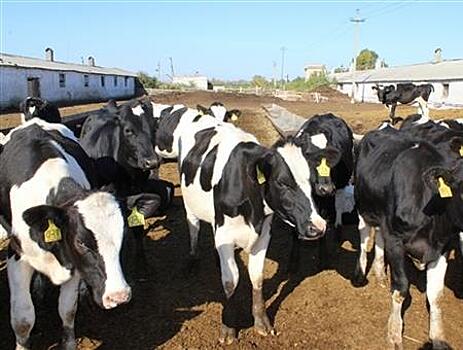 В Шенталинском районе выделят 5,2 тыс. га под строительство молочной фермы