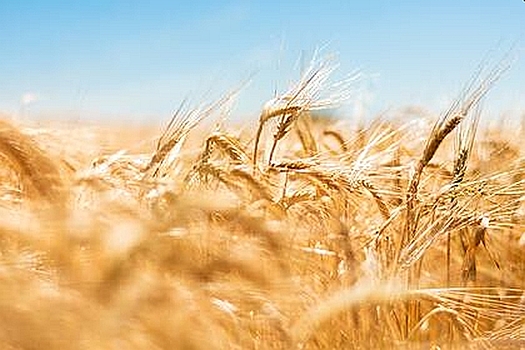 Мировые цены на зерно снизились