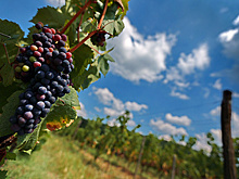 Эксперты: развитие крымского виноделия потребует изменения федеральных законов