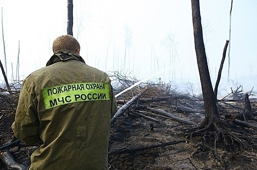 В РФ создадут единый центр профилактики лесных пожаров